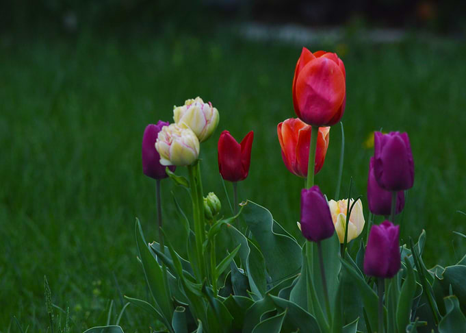 Soften Tulips