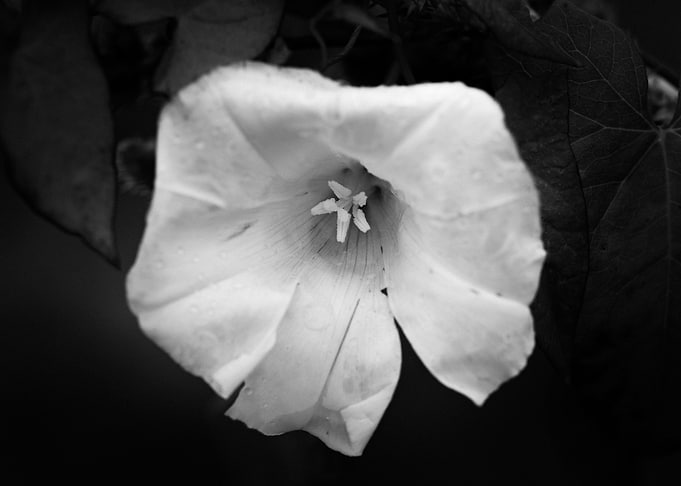The Blossom