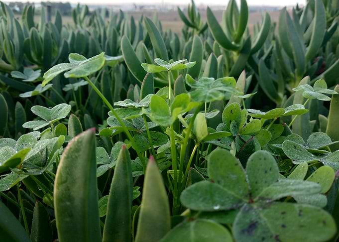 Clover plants drops water