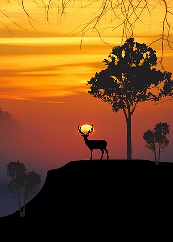 Deer 1