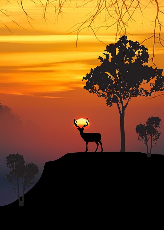 Deer 1