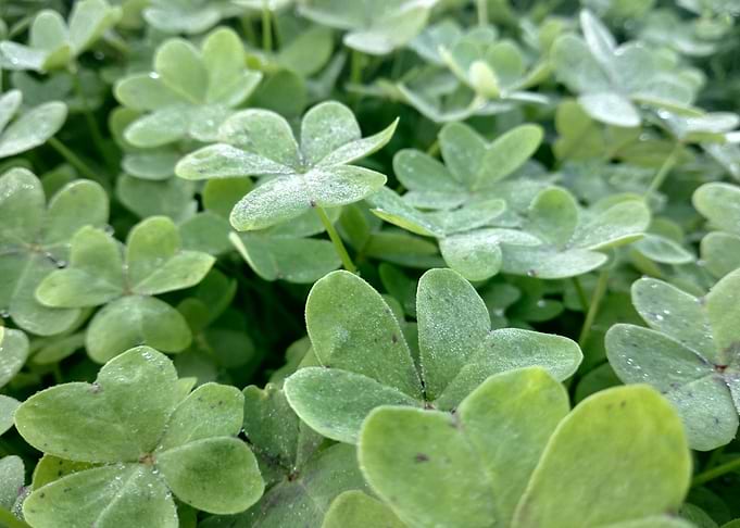 Clover and water drops