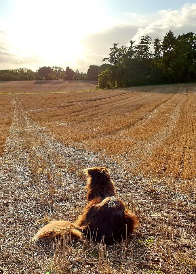 Border Collie