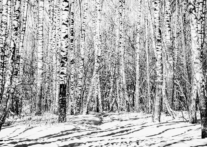 Birch Grove In Winter