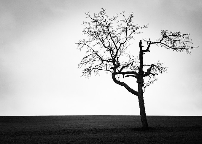 The Old Cherrytree