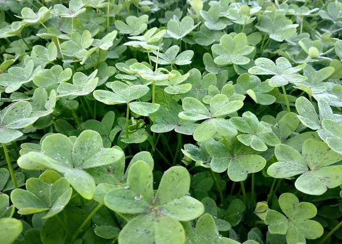 Green clover leaf with rai