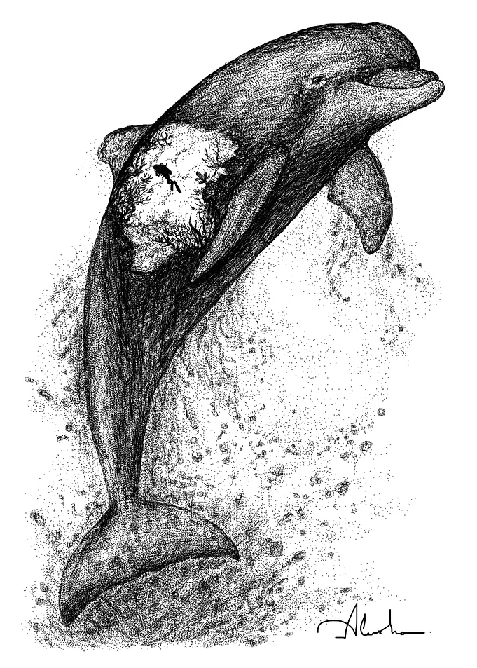 DOLPHIN