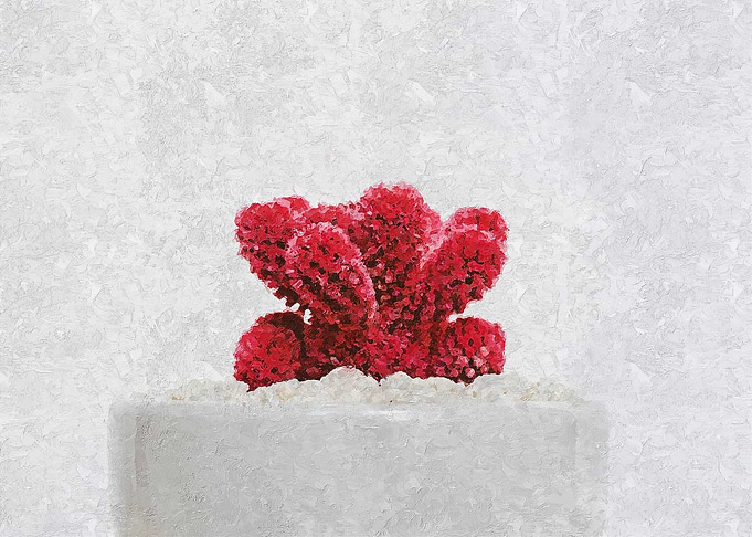 Red Cactus
