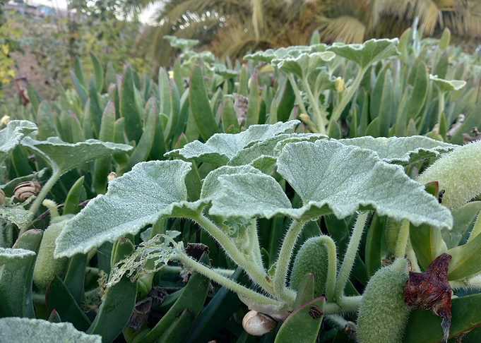Ecballium elaterium