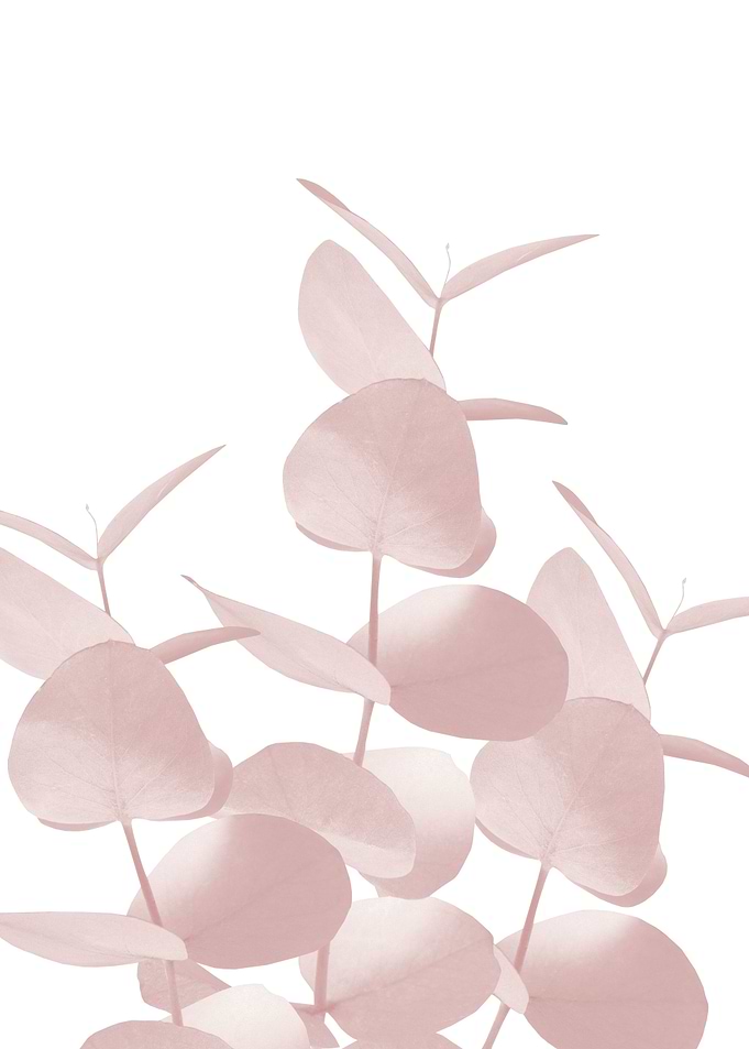 Eucalyptus Leaves Blush 1