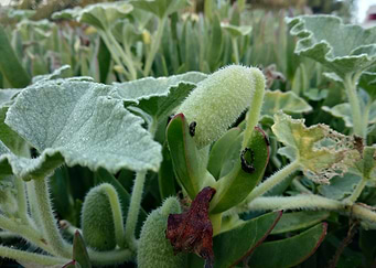 The bitter cucumber devil