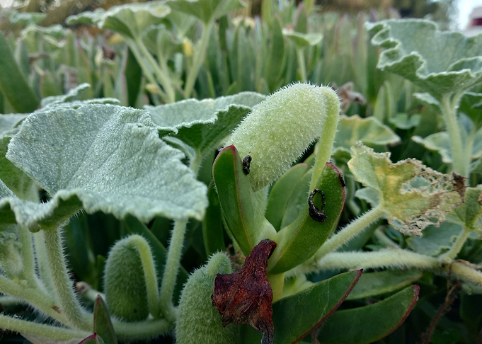 The bitter cucumber devil
