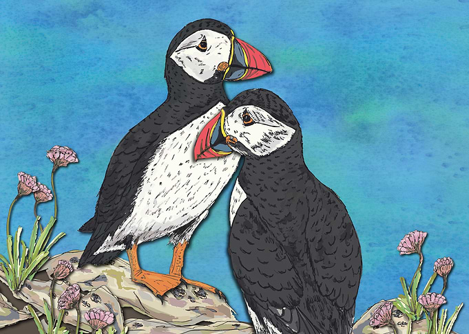 Puffin Perfection