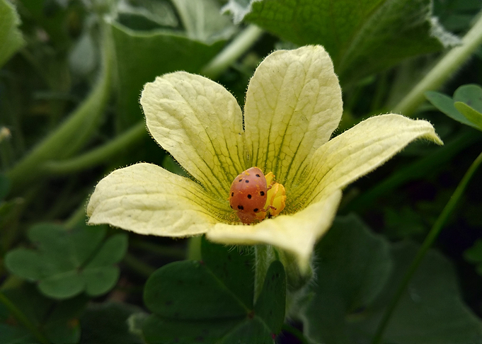 Yellow flower elaterium