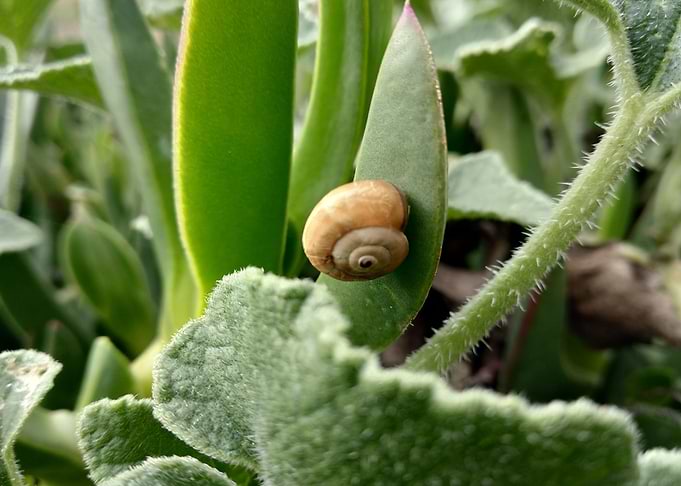 Snails on green leaf
