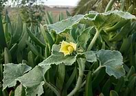 The bitter cucumber devil