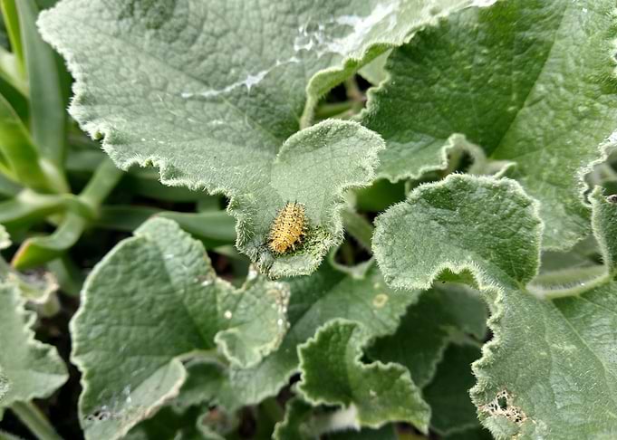 Larva of Epilachna argus