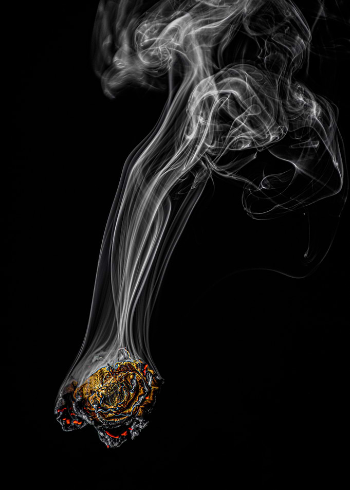 Rose smoke and fire nr 1