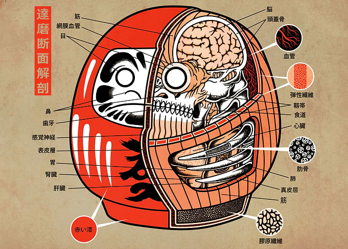 Daruma Doll Anatomy