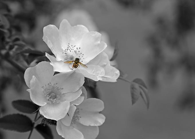 Bee On White Wildflower