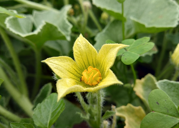 Yellow flower