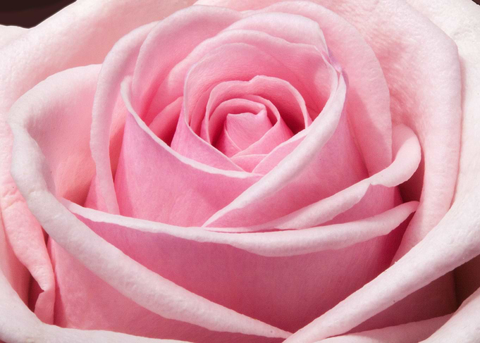 Pale Pink Rose Macro