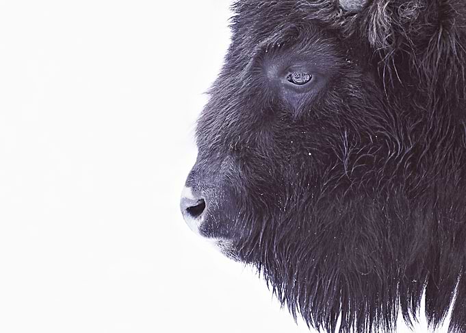 BLACK BUFFALO