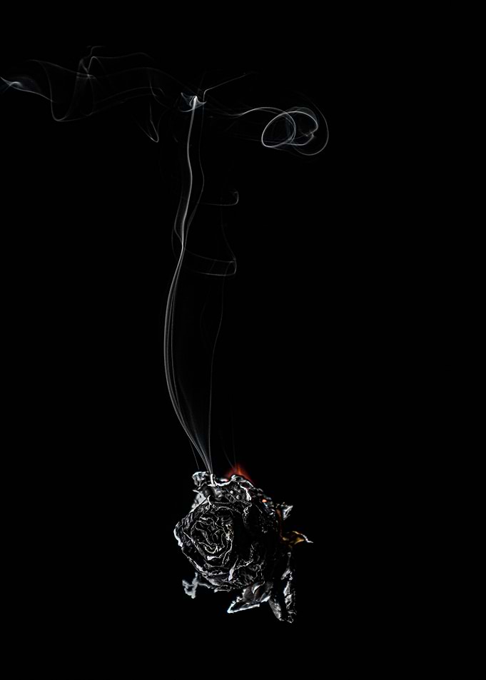 Rose smoke and fire nr 5