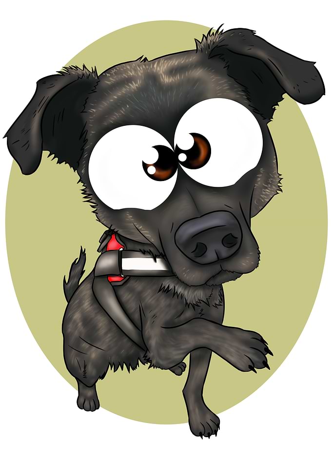 Falco the Dutch Shepherd