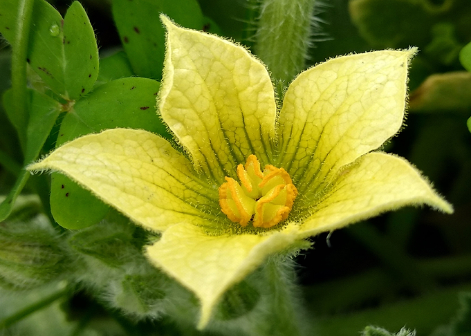 Yellow flower