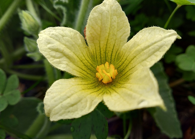 Yellow flower Ecballium