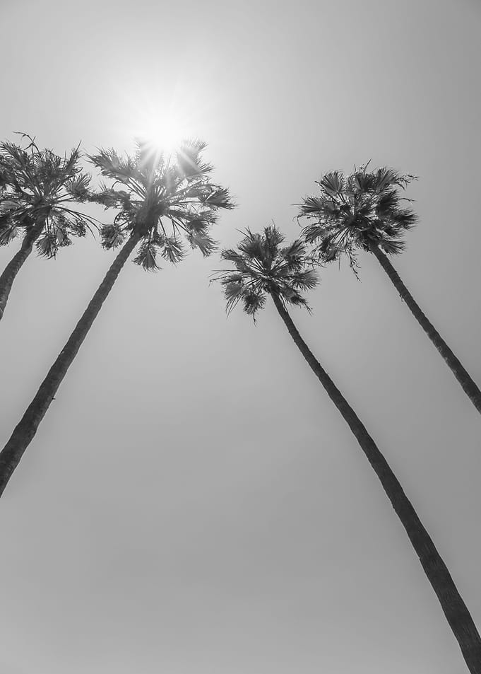 Palm Trees in the sun