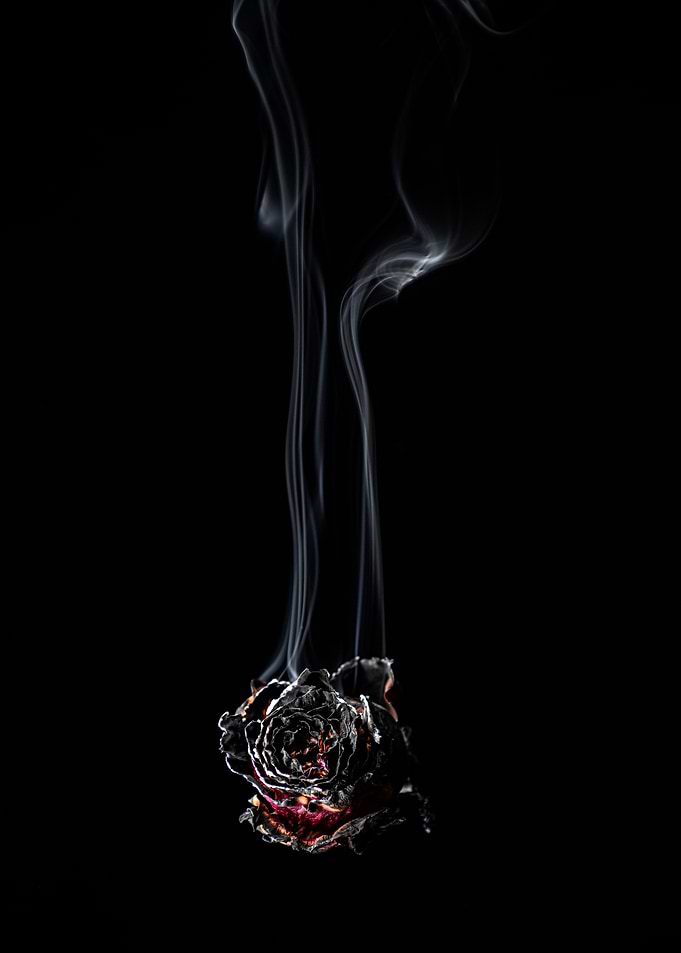 Rose smoke and fire nr 4