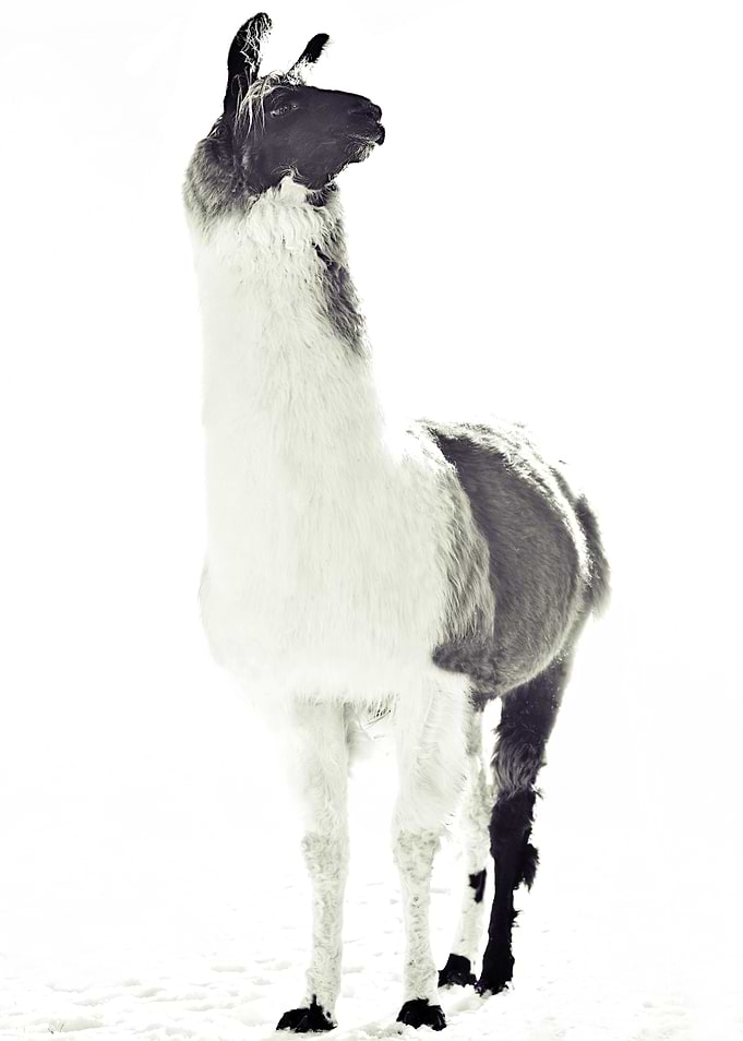 FLUFFY LAMA