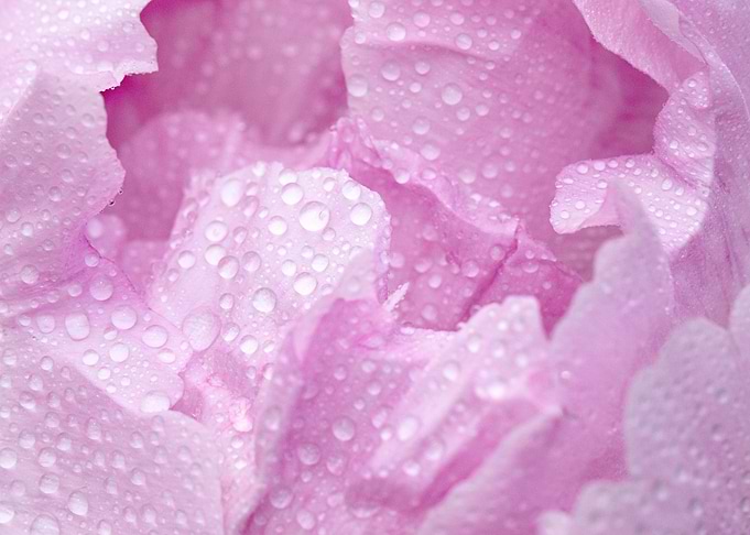 Pink Dewy Peony Macro
