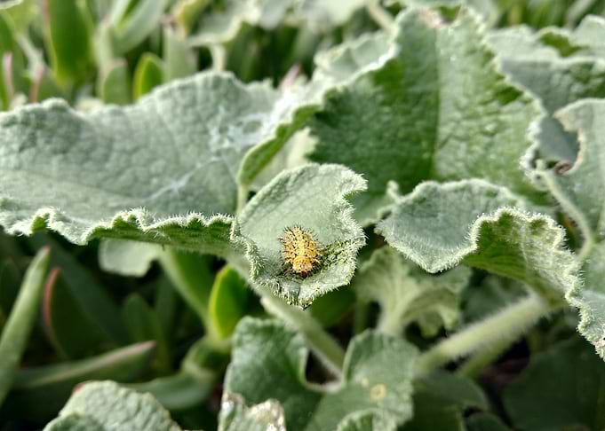 Larva of Epilachna argus