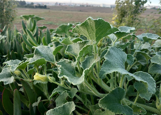 The bitter cucumber devil