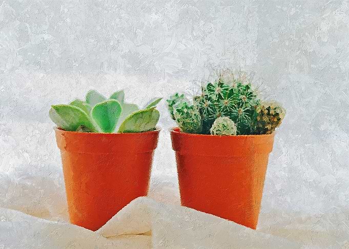 Cactus