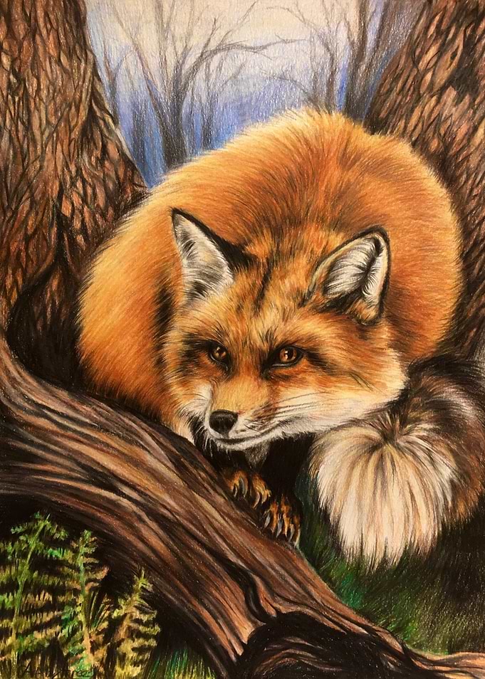 Red Fox
