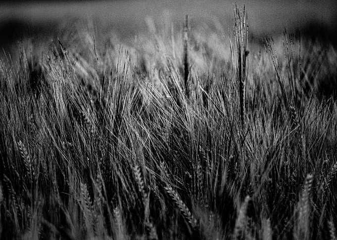 Field