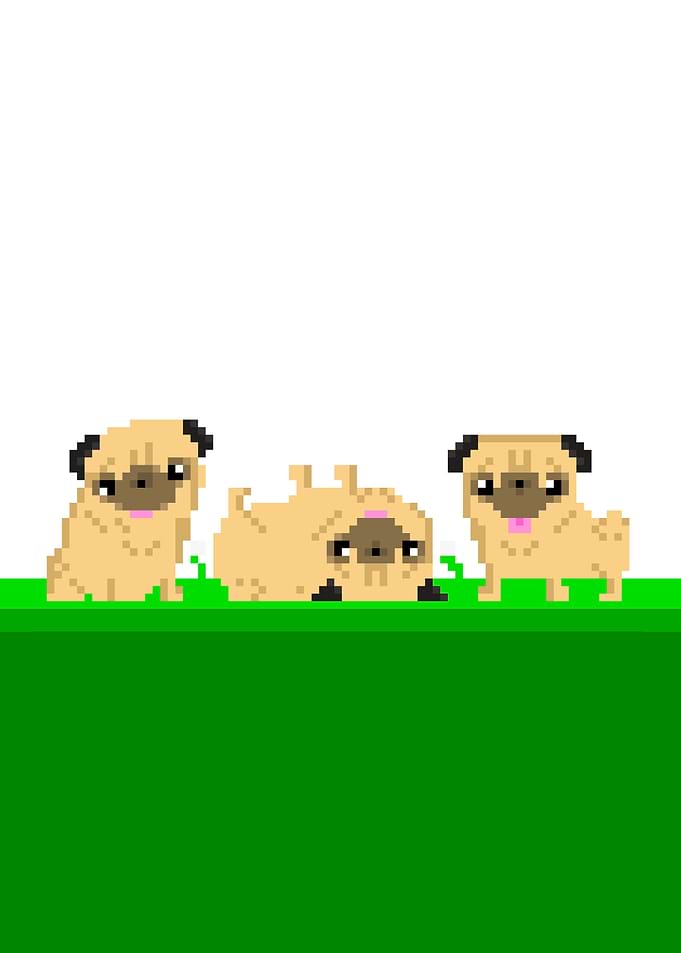Playful Pugs