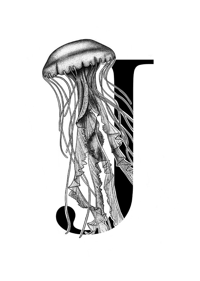 J is for Jellyfish