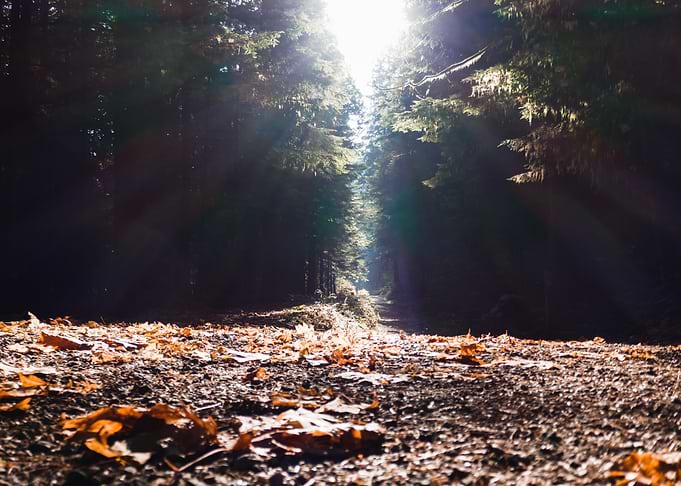 Vancouver Forest