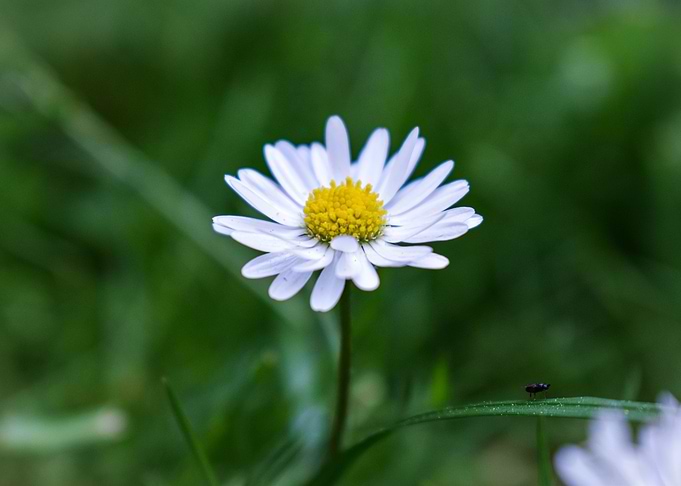Daisy