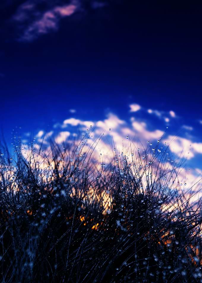 The dew