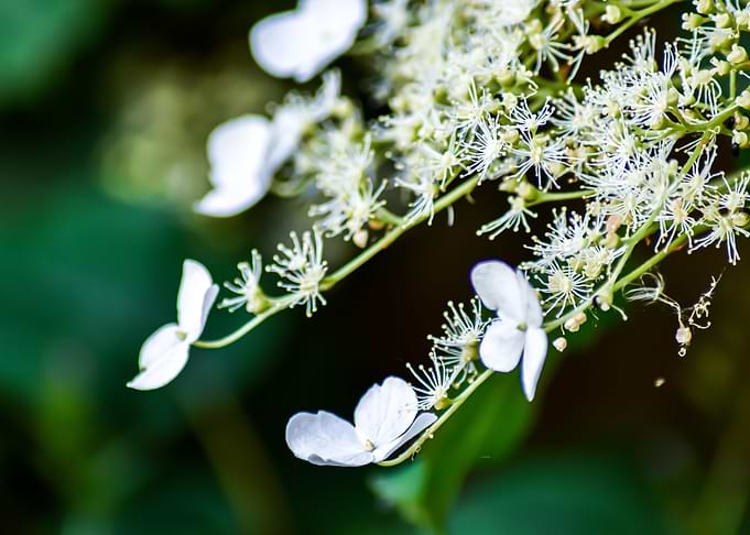 white blossom