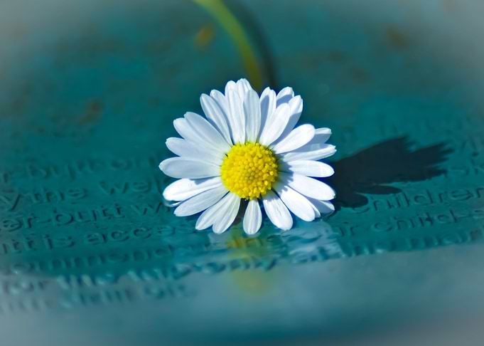 Daisy in water