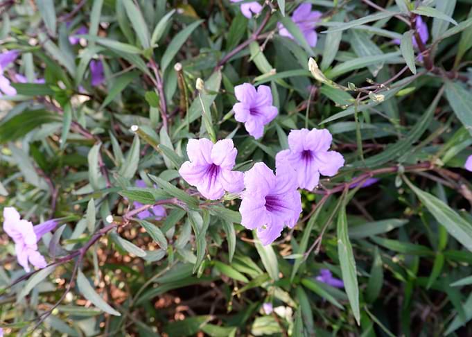 Beautiful Fresh Flower