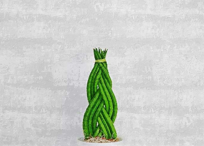 Plant