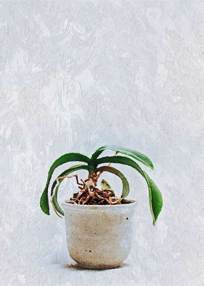 Plant